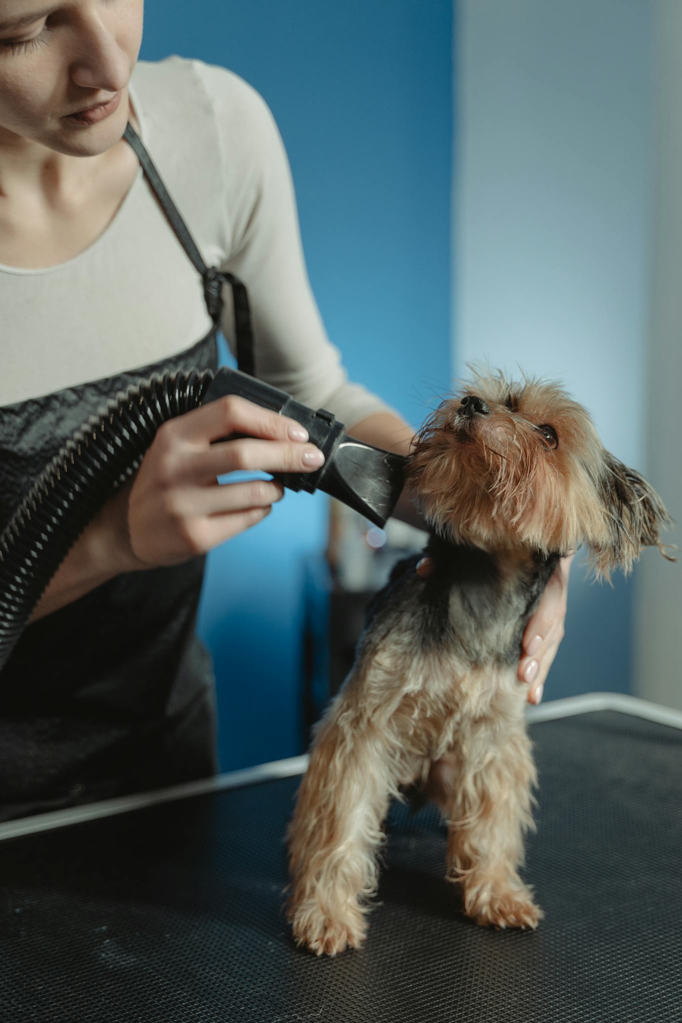A professional groomer trimming a Yorkshire Terrier indoors.