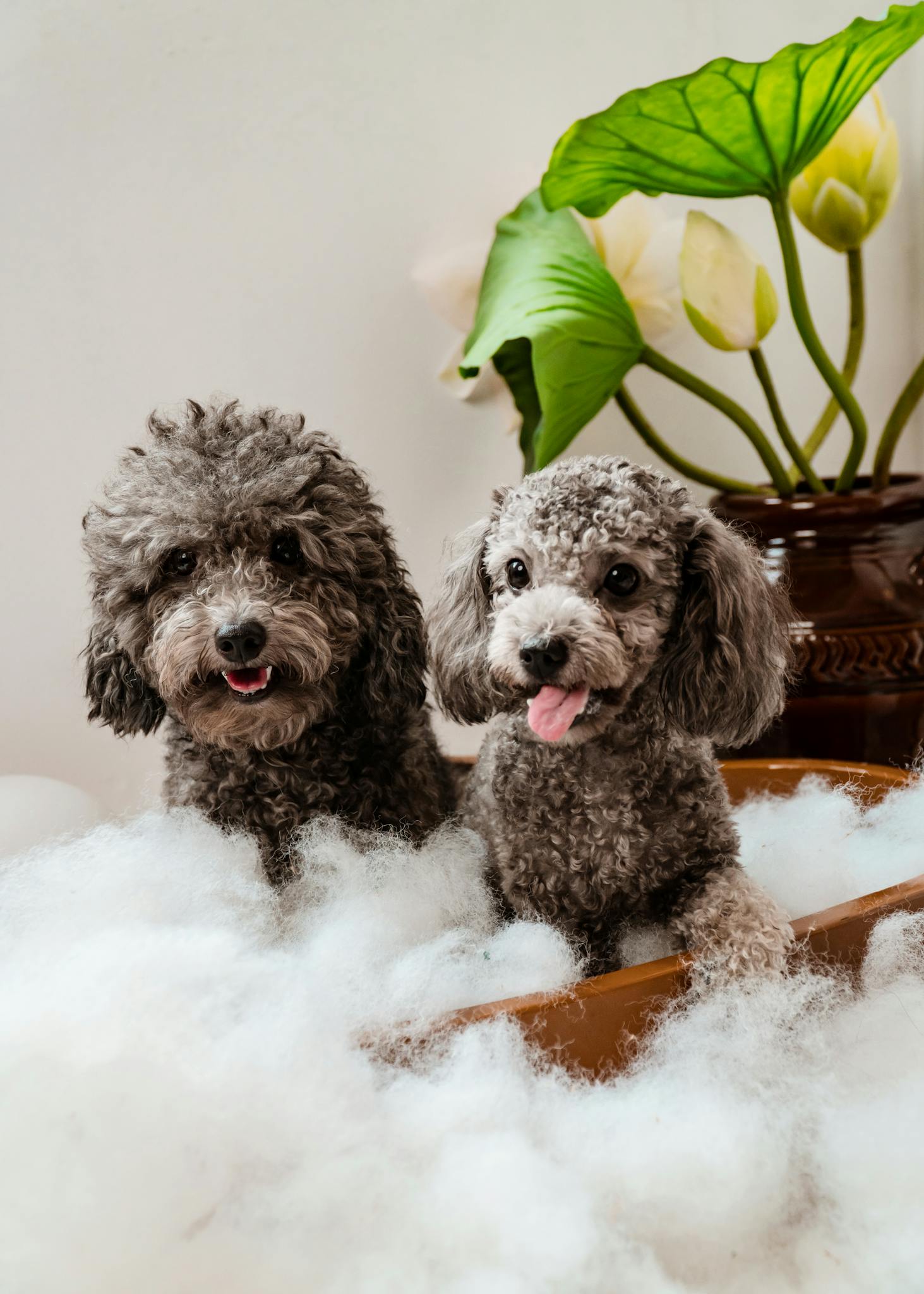 Adorable poodles surrounded by fluffy bubbles in a cozy bathroom setting, enjoying bath time.