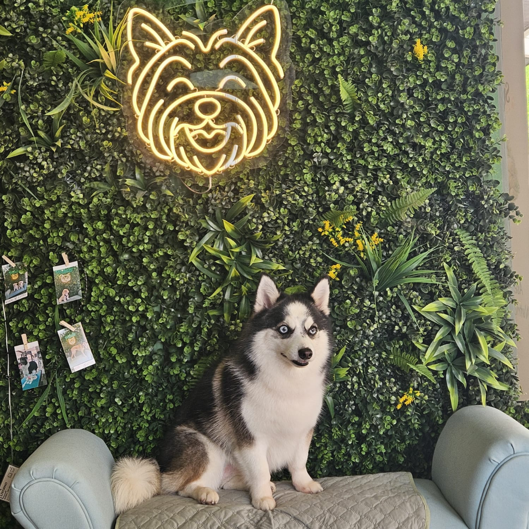 Transformación en Milacky