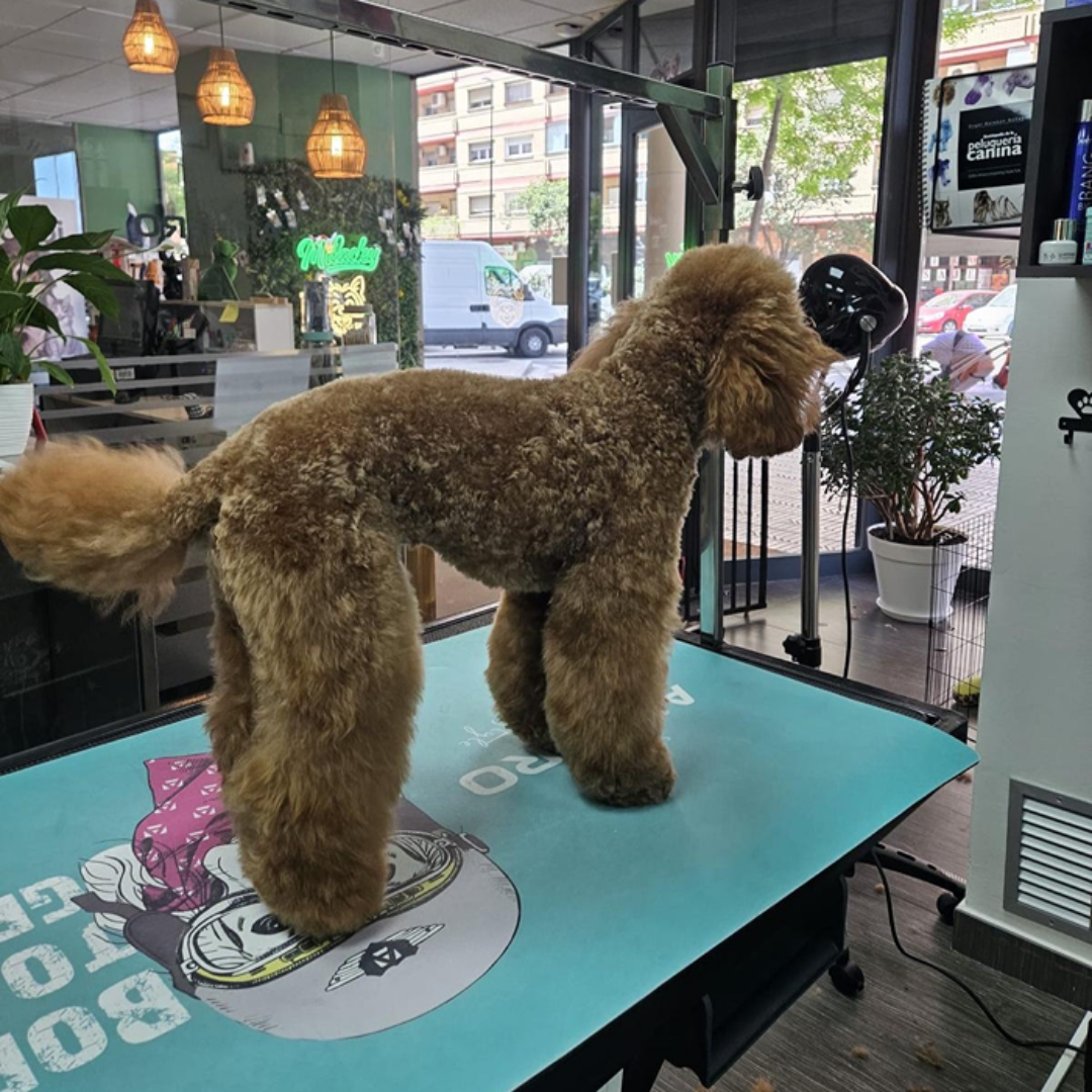 Bienestar Completo Para Tu Perro