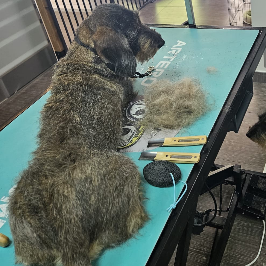 Servicio de stripping