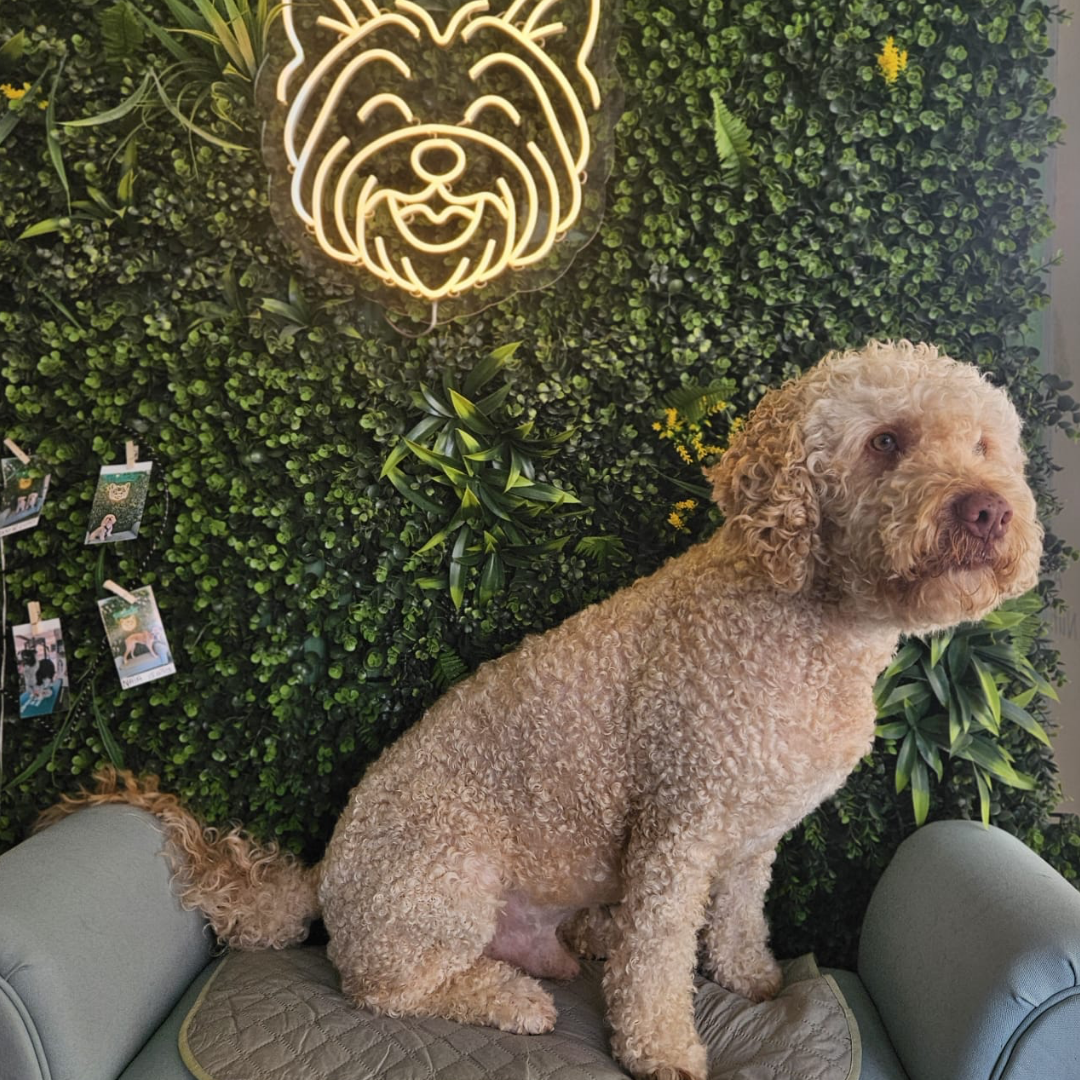 Perro después del servicio