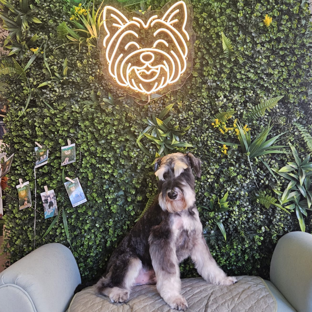 Perro cuidado en Milacky